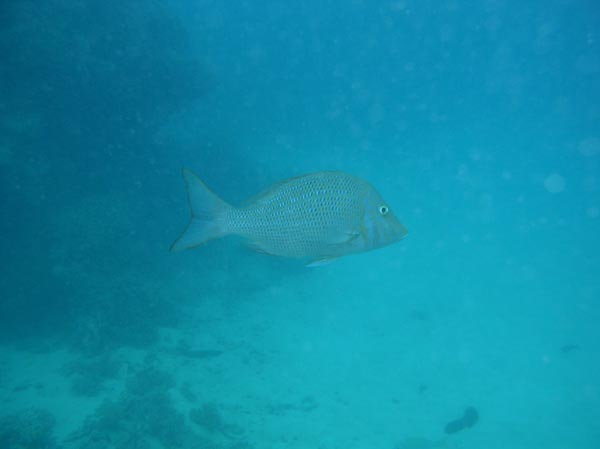 Lutjan  Lutjanus sp